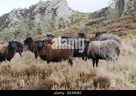 Pecore delle Ebridi Ovis aries pascolo a Niptsone Riserva Naturale Shropshire Inghilterra Foto Stock