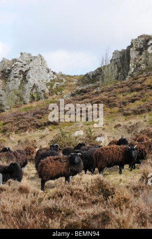 Pecore delle Ebridi Ovis aries pascolo a Niptsone Riserva Naturale Shropshire Inghilterra Foto Stock