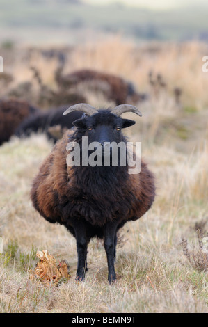 Pecore delle Ebridi Ovis aries pascolo a Niptsone Riserva Naturale Shropshire Inghilterra Foto Stock