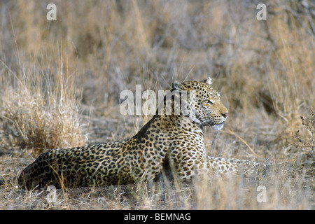 African leopard (Panthera pardus) sulla caccia in agguato nella prateria, Kruger National Park, Sud Africa Foto Stock