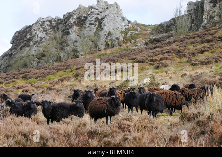 Pecore delle Ebridi Ovis aries pascolo a Niptsone Riserva Naturale Shropshire Inghilterra Foto Stock