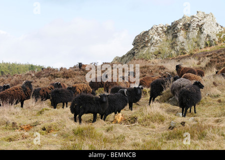 Pecore delle Ebridi Ovis aries pascolo a Niptsone Riserva Naturale Shropshire Inghilterra Foto Stock