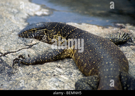 Nile monitor / ACQUA / fiume leguaan (Varanus niloticus) prendere il sole sulla roccia lungo argine, Kruger National Park, Sud Africa Foto Stock