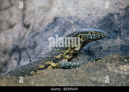 Nile monitor / ACQUA / fiume leguaan (Varanus niloticus) prendere il sole sulla roccia lungo argine, Kruger National Park, Sud Africa Foto Stock