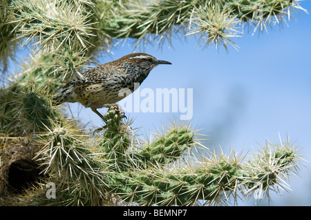 Cactus wren (Campylorhynchus brunneicapillus) a nido in catena frutta / Jumping cholla nel deserto di Sonora, Arizona, Stati Uniti d'America Foto Stock