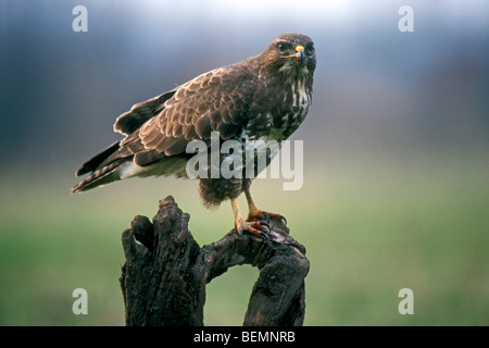 Comune poiana (Buteo buteo) appollaiato sul ceppo di albero lungo il prato in terreni agricoli Foto Stock