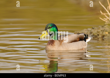 Germano reale Anas platyrhynchos Drake fotografato in Inghilterra Foto Stock