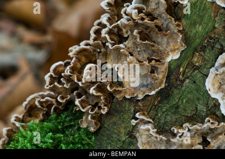 Spurgo crosta di quercia (Stereum gausapatum) sul ceppo di albero Foto Stock