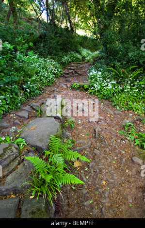 Antica pietra sentiero pubblico noto come offa's Dyke path nelle vicinanze del Tintern nel Monmouthshire refilato con tappeto di aglio selvatico fiori Foto Stock