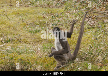 Bianco-panciuto scimmia ragno Ateles belzebuth captive Foto Stock