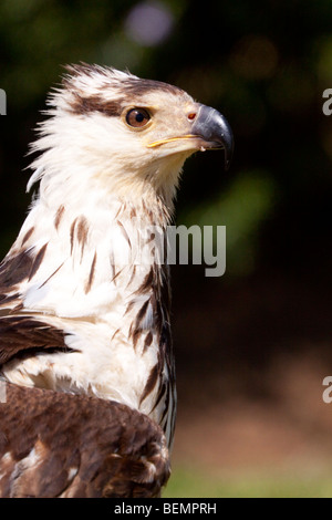 Il novellame di pesce africano Eagle (Haliaeetus vocifer). Girato in condizioni controllate. Foto Stock