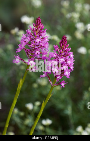 Orchide (Anacamptis pyramidalis) in prato, Spagna Foto Stock