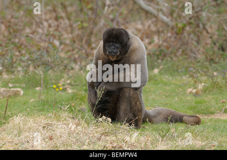 Lanosi scimmia Lagothrix lagotricha prigioniero maschio Foto Stock