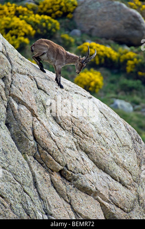 Lo spagnolo di stambecco (Capra pyrenaica) permanente sulla roccia, Sierra de Gredos, Spagna Foto Stock