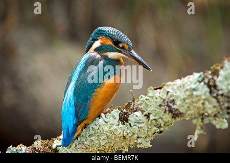 Common Kingfisher (Alcedo atthis) appollaiato sul ramo coperti da licheni sopra fiume nella foresta è alla ricerca di pesce per la caccia Foto Stock