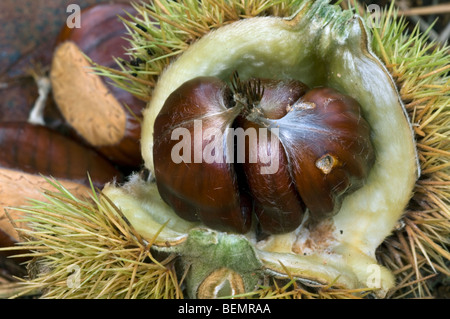 Spinosa cupule contenente dadi del dolce castagno (Castanea sativa) giacenti sul suolo della foresta Foto Stock