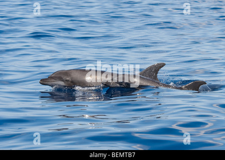 Comune di delfini tursiopi, Tursiops truncatus. Costa Rica, Oceano Pacifico.