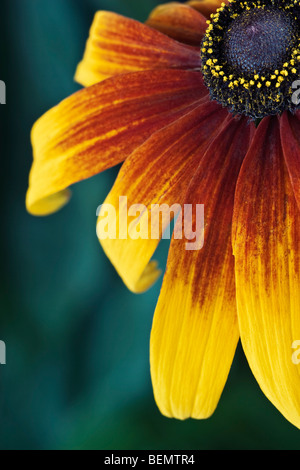 Rudbeckia [Gloriosa Daisy] close-up Foto Stock