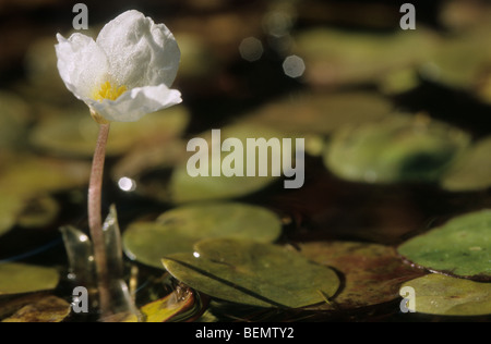 Fioritura frogbit europea (Hydrocharis morsus-ranae) nella fossa della Leiemeersen, Oostkamp, Belgio Foto Stock