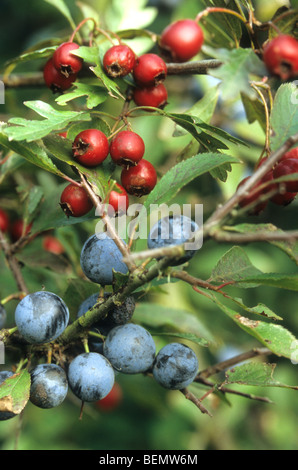 Bacche di biancospino e di sloe / prugnolo in dune boccole, la Fonteintjes, Blankenberge, Belgio Foto Stock