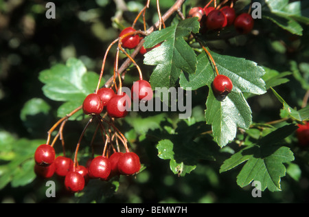 Bacche di biancospino (Crataegus monogyna), il Fonteintjes, Blankenberge, Belgio Foto Stock