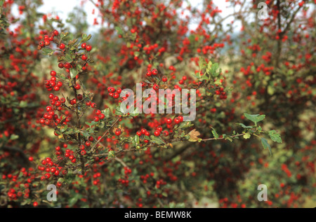 Bacche di biancospino (Crataegus monogyna), il Fonteintjes, Blankenberge, Belgio Foto Stock