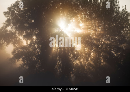 Raggi di sole lo scoppio attraverso la nebbia e gli alberi, Foto Stock