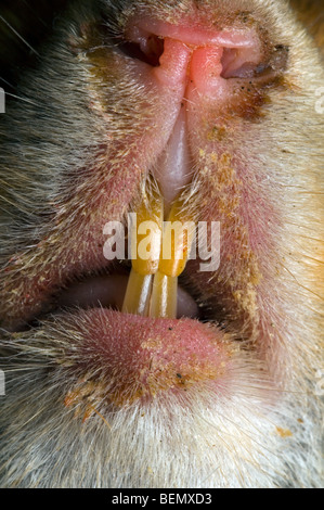 Close up of incisors of Red squirrel (Sciurus vulgaris), Belgium Foto Stock