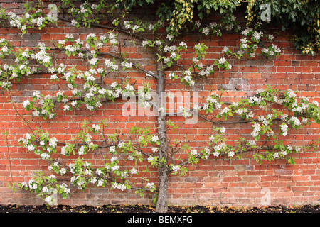 Spalliera melo su un muro di mattoni, England, Regno Unito Foto Stock