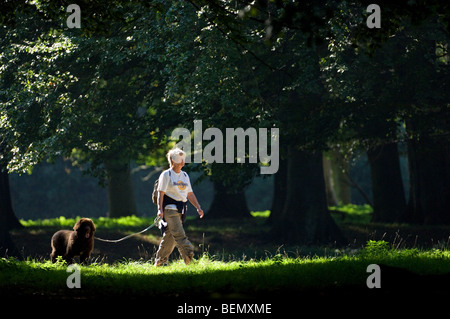 Donna che cammina con il cane sul piombo nel bosco di latifoglie in estate Foto Stock