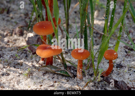 Il bugiardo / waxy laccaria fungo (Laccaria laccata) sotto viola moor erba (Molinia caerulea) Foto Stock