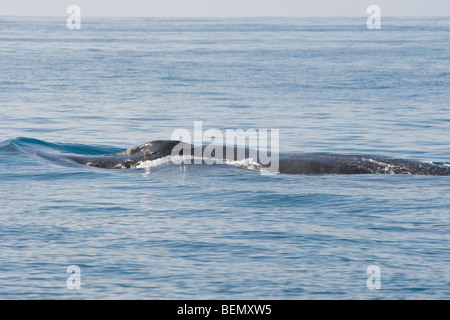 Maschio di Megattera, Megaptera novaeangliae, tubercoli sulla sua testa sono insanguinato da combattimenti con altri maschi. Costa Rica. Foto Stock