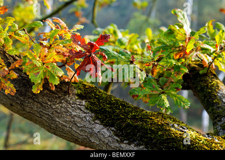 Foglie di farnia (Quercus robur) in Autunno colori, Belgio Foto Stock