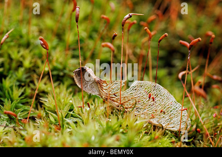 Perite frutto alato del platano (Acer pseudoplatanus) tra il muschio Foto Stock