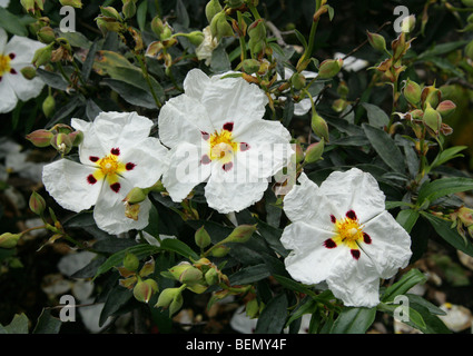 Brown-Eyed Rock Rose, gomma comune cisto Crimson Spot cisto, Labdanum o laudano, Cistus ladanifer, Cistaceae, Sud Europa Foto Stock