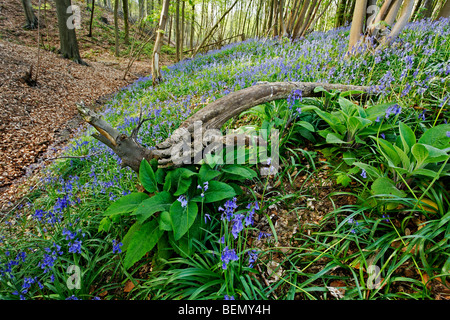 Bluebells (Scilla non scripta / Endimione nonscriptus / Hyacinthoides non scripta) nella foresta, Belgio Foto Stock