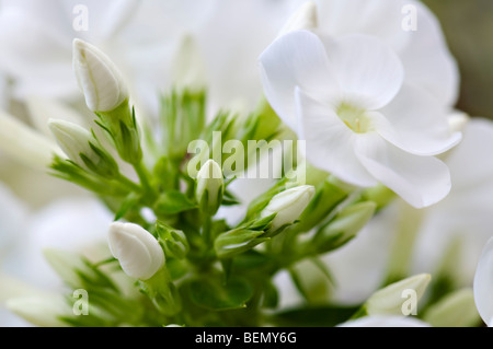 Close up di phlox bianco fiori e boccioli Foto Stock