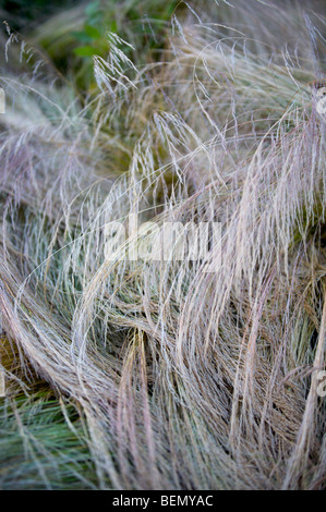 UVIC, Garry Oak Prato Progetto di restauro, snello hairgrass (Deschampsia elongata) Foto Stock