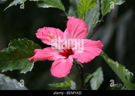 Hibiscus Cinese, Rosa Cinese O Fiore Di Pattino, Hibiscus Rosa-Sinensis 'Cooperi', Malvaceae, Asia Orientale Foto Stock