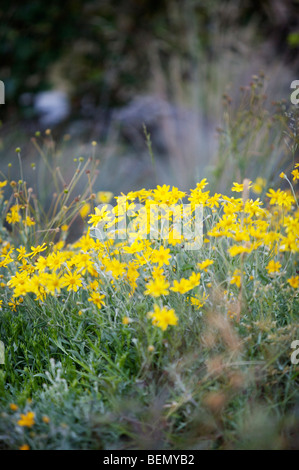 UVIC, Garry Oak Prato Progetto di restauro, lanosi eriophyllum (Eriophyllum lanatum) Foto Stock