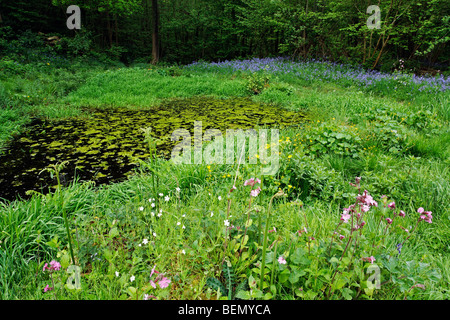 Stagno circondato da red campion (Silene dioica) e bluebells (Endimione nonscriptus) Foto Stock