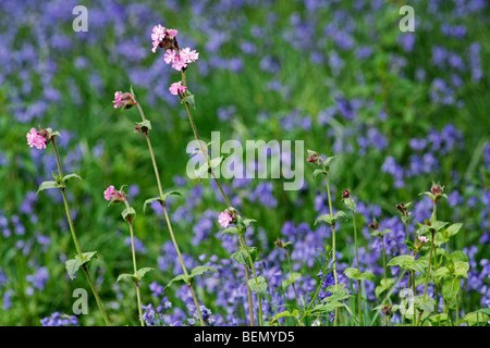 Red campion (Silene dioica) tra bluebells (Scilla non scripta / Endimione nonscriptus / Hyacinthoides non scripta) Foto Stock