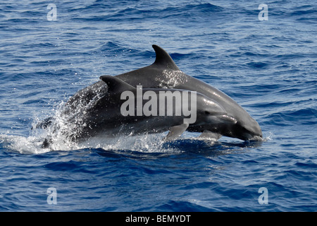 Comune di delfini tursiopi, Tursiops truncatus. Maldive, Oceano Indiano. Foto Stock