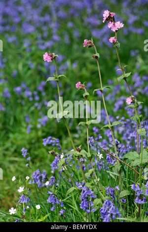 Red campion (Silene dioica) tra bluebells (Scilla non scripta / Endimione nonscriptus / Hyacinthoides non scripta) Foto Stock