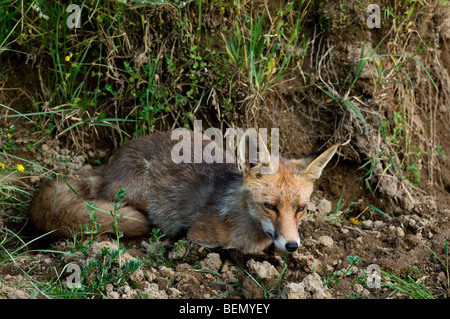 Red Fox (Vulpes vulpes) appoggiato avvolto a ricciolo Foto Stock