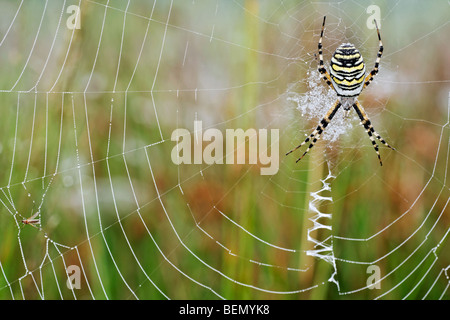 Orb spider web / Wasp spider (Argiope bruennichi) in web coperto di rugiada, Belgio Foto Stock