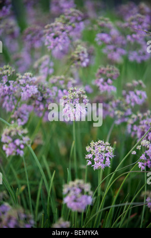 UVIC, Garry Oak Prato Progetto di restauro, annuendo cipolla (Allium cernuum) Foto Stock