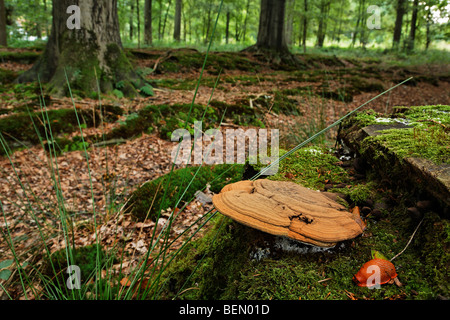 Artista della staffa / Artista / Conk Flacher Lackporling (Ganoderma applanatum / Ganoderma lipsiense / Boletus applanatus) Foto Stock