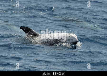 Risso, Dolphin Grampus griseus affiorante, Azzorre, Oceano Atlantico. Foto Stock