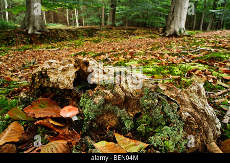 Il sickener / Emetici Russula / vomito (Russula emetica Russula) nella foresta di faggio Foto Stock